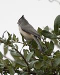Black-crested Titmouse 5487